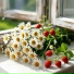 Кулева Светланка