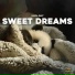 Panda Baby, Panda Sleep, Panda Music