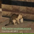 Гангрена Медика