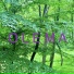 Olema