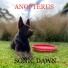 Anopterus
