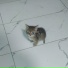wavylon