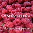 Антон Ануфриев