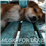 RelaxMyDog