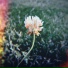 Noirea