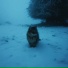 sunfade, wintercat