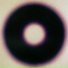 Cerasium