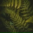 Forest Soul