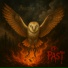 Awake Owl