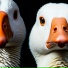 GooseGang