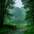 rainflowers