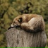 Deep Sleep Seekers