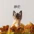 陆秀娟