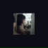 Shldante