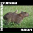 Пограничная Амбразура