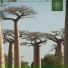 Funky Notes, Beats for Trees
