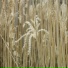 Nature and Rain, Classical Lullabies, Relajación