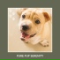 Dog Chill Out Music