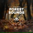 Panda Nature, Panda Ambience, Panda Music