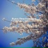 Whispering Winds