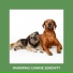 Dog Anxiety Relief