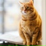 Cat Music, Music for Pets Library, Cats Music Zone
