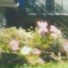 solen
