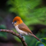 ASMR Bird Sounds