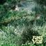 June Vide