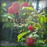Floced