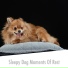 Relaxing Dog Music