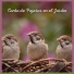 Sonidos De Pajaros