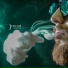 Juice Jor feat. Noscram, Frangueza, Panta Rei Man