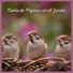 Sonidos De Pajaros