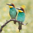 Forest Birdsong