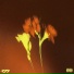 Prznt, Lilo Key, Adrian Chafer
