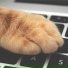 Cat Music Experience, Cats Music Zone, Cat Music