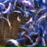 GenesX