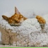 высший Музыка для кошек