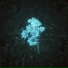 Aurae