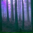 Badwoods