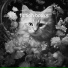 Mellow Melodies