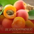 De Spotlightpartners