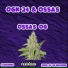OGK 24 feat. OSSAS