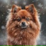 Dreamy Dog, Therapy Classic, Hayden Ball