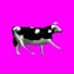 Cow Vibing