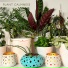 Plant House & Garden