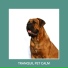 Calm My Dog