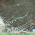 Morose