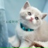 猫咪音乐